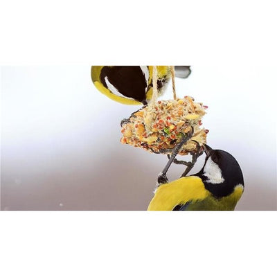 Ambassador Peanuts Butterly for Wildlife Birds - 2.5Kg Tub